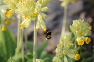 Busy little bumblebee